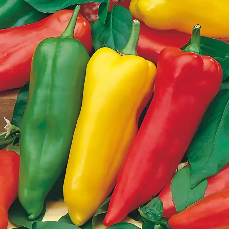 PEPPER - Capsicum Annuum - 25 Premium Non-Gmo Seeds - Seeds