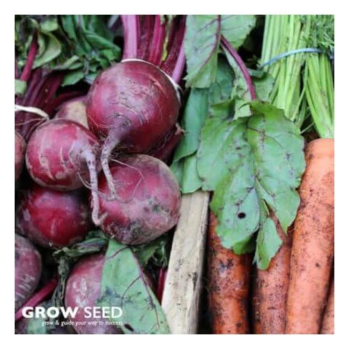 Root Vegetable Seed Kit