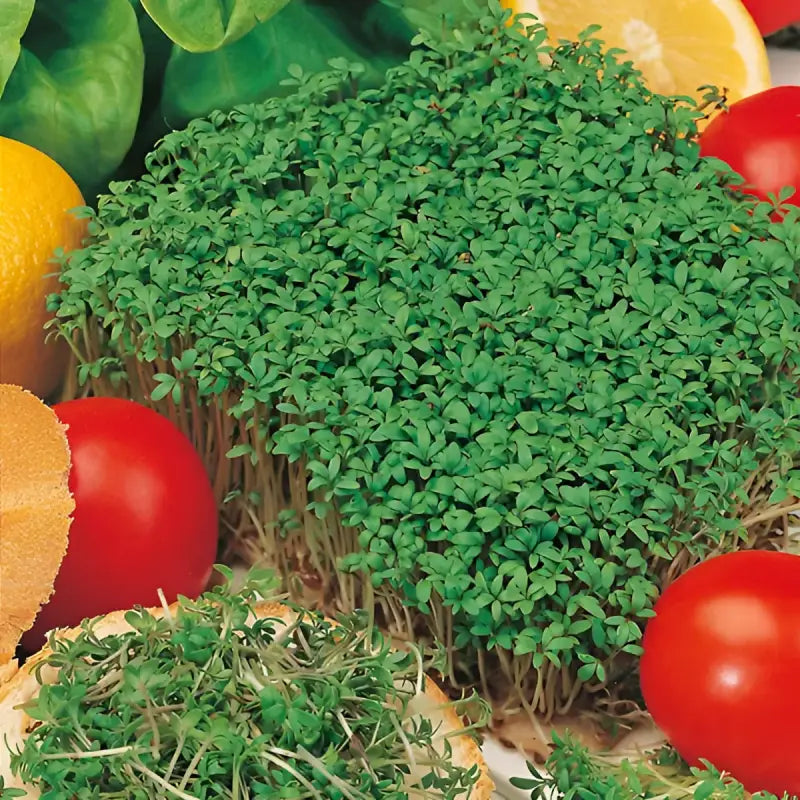 Salad Seed Kit - 15 Premium Seed Varieties - Grow Your Own Salad - Seeds