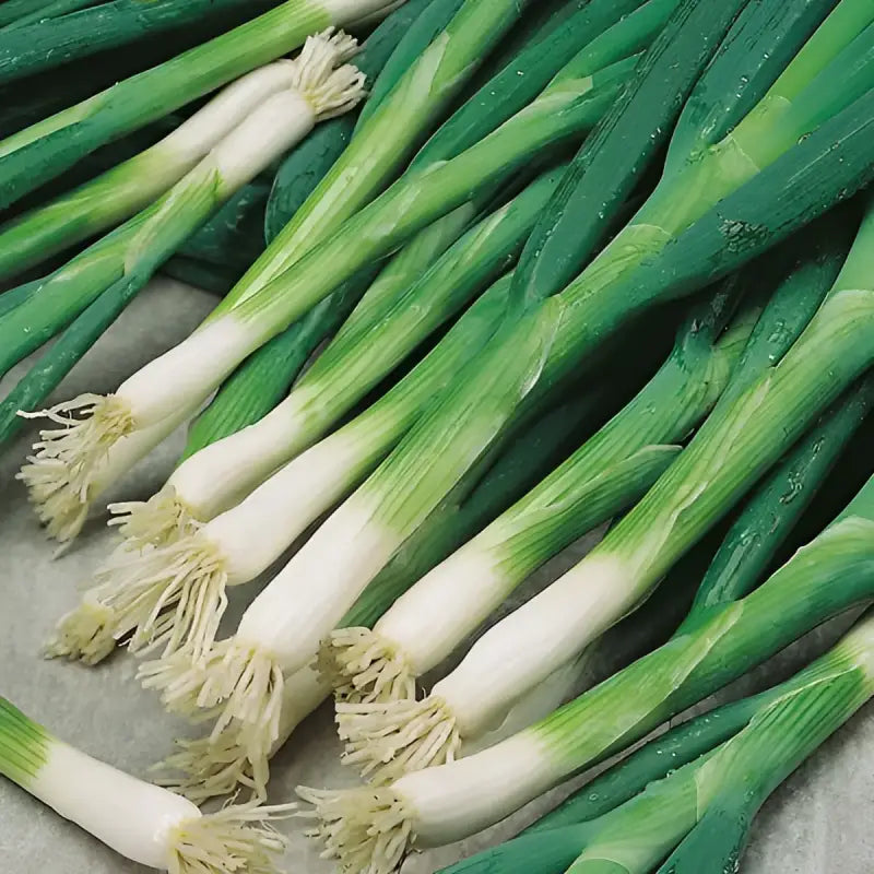 SPRING ONION - Allium fistulosum - 175 Premium Non-Gmo Seeds - Seeds