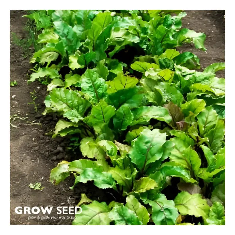 Spring Vegetable Seed Kit - Seeds