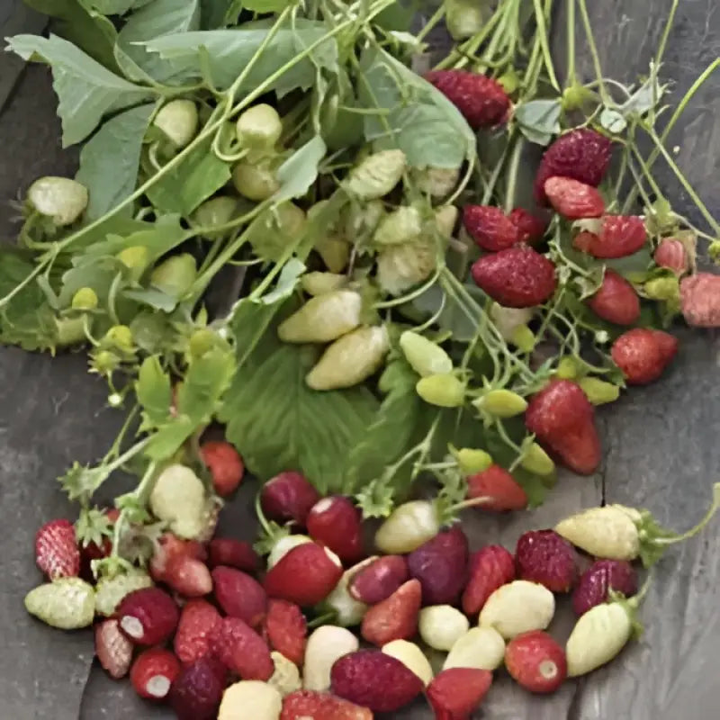 STRAWBERRIES - Fragaria Vesca - 250 Premium Non-Gmo Seeds - Seeds