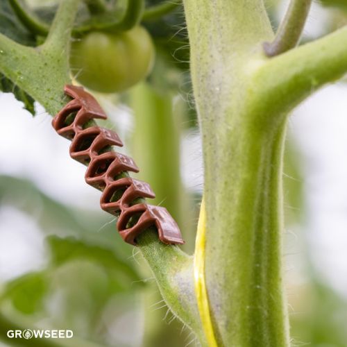 Tomato Truss Clips